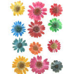 Mixed Color Pressed Flowers