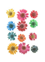 Mixed Color Pressed Flowers