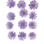 Purple Daisy Pressed Flowers