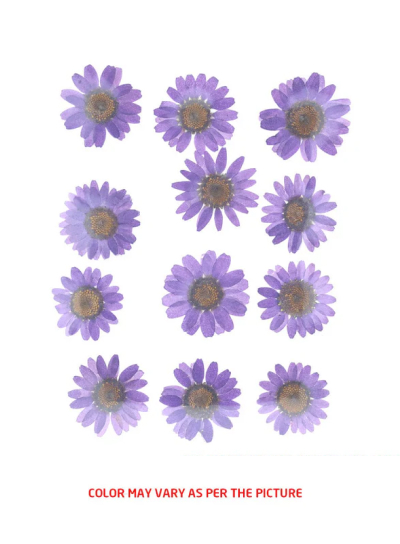 Purple Daisy Pressed Flowers