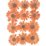 Orange Daisy Pressed Flowers