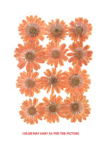 Orange Daisy Pressed Flowers